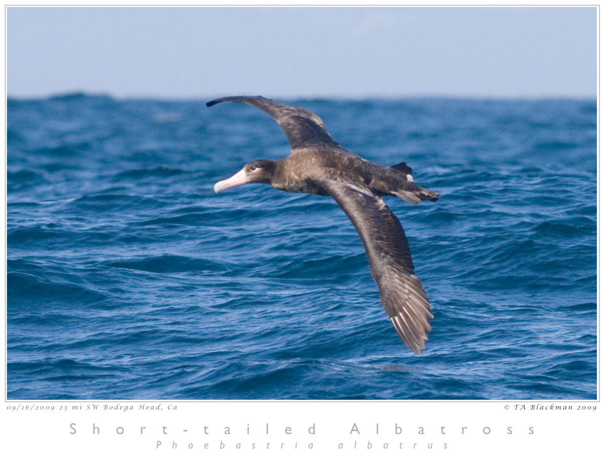 Short-tailed Albatross